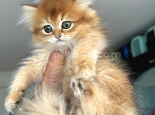Show Kalite Longhair Golden British Yavrularımız görsel