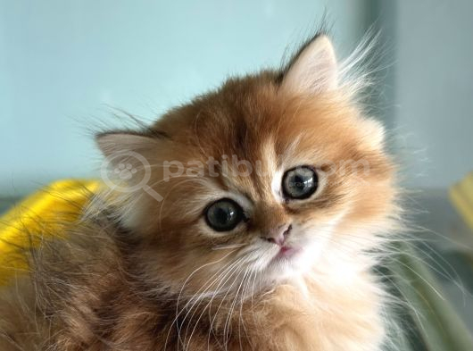 Show Kalite Longhair Golden British Yavrularımız görsel