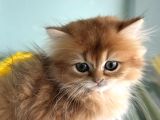 Show Kalite Longhair Golden British Yavrularımız