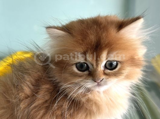 Show Kalite Longhair Golden British Yavrularımız görsel