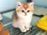 En Güzel Golden British Shorthair Ve Longhair Yavrular