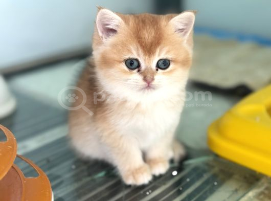En Güzel Golden British Shorthair Ve Longhair Yavrular görsel