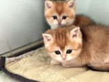 En güzel Golden British shorthair ve longhair yavrular