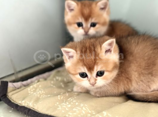 En Güzel Golden British Shorthair Ve Longhair Yavrular