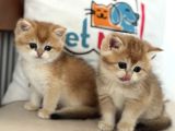 En Güzel Golden British Shorthair Ve Longhair Yavrular