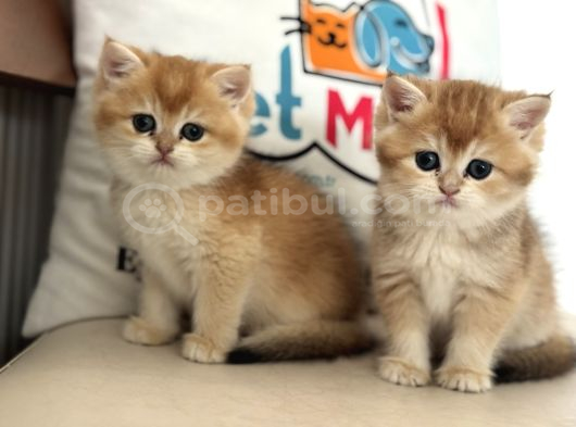 En Güzel Golden British Shorthair Ve Longhair Yavrular görsel
