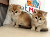 En Güzel Golden British Shorthair Ve Longhair Yavrular