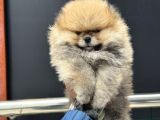 Tea Cup Teddy Face Surat Pomeranian Yavrularımız