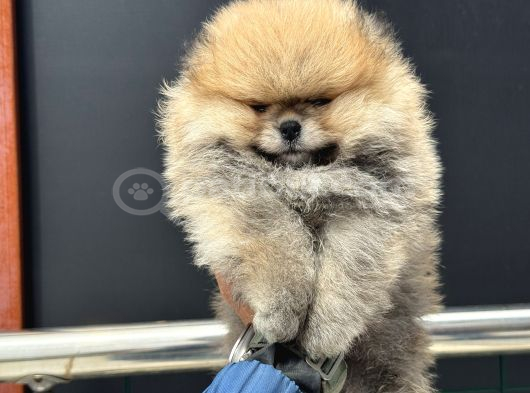 Tea Cup Teddy Face Surat Pomeranian Yavrularımız görsel