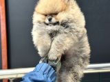 Tea Cup Teddy Face Surat Pomeranian Yavrularımız