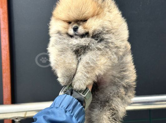Tea Cup Teddy Face Surat Pomeranian Yavrularımız görsel