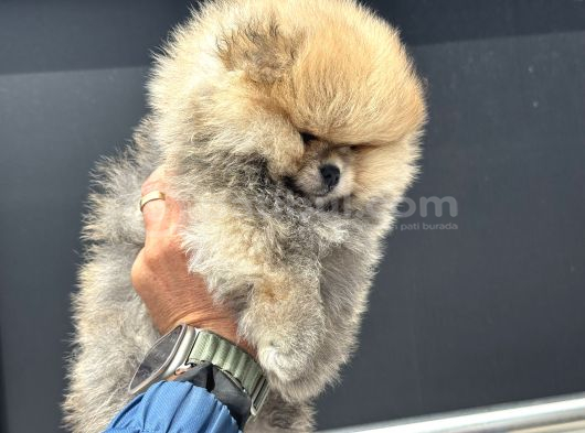 Tea Cup Teddy Face Surat Pomeranian Yavrularımız görsel