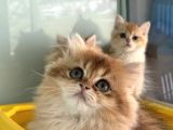 En Güzel Golden British Shorthair Ve Longhair Yavrular