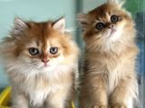 En Güzel Golden British Shorthair Ve Longhair Yavrular