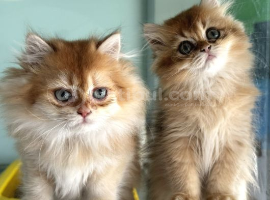 En Güzel Golden British Shorthair Ve Longhair Yavrular görsel