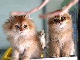 En Güzel Golden British Shorthair Ve Longhair Yavrular
