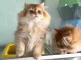 En Güzel Golden British Shorthair Ve Longhair Yavrular