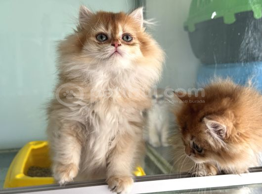 En Güzel Golden British Shorthair Ve Longhair Yavrular görsel