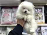Her Renk Pomeranian Yavrumuz Mevcut Arayabilirsiniz