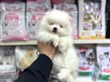 Her Renk Pomeranian Yavrumuz Mevcut Arayabilirsiniz