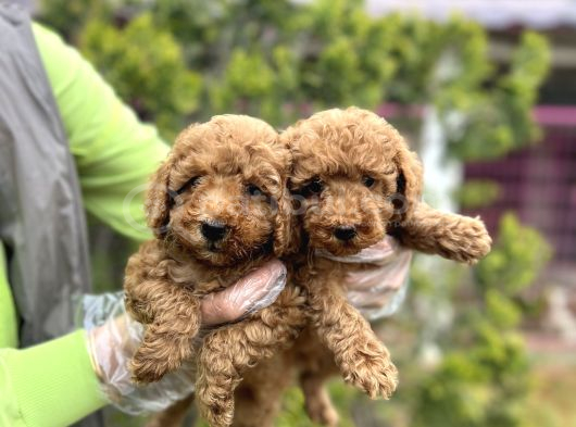 Toy Poodle Yavrularımız Teslime Hazır görsel