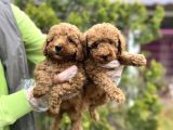 Toy Poodle Yavrularımız Teslime Hazır