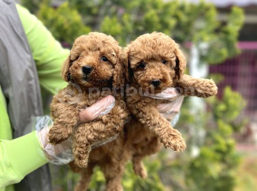 Toy Poodle Yavrularımız Teslime Hazır görsel