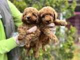 Toy poodle yavrularımız teslime hazır