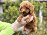 Toy Poodle Yavrularımız Teslime Hazır