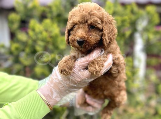 Toy Poodle Yavrularımız Teslime Hazır görsel