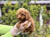 Toy Poodle Yavrularımız Teslime Hazır