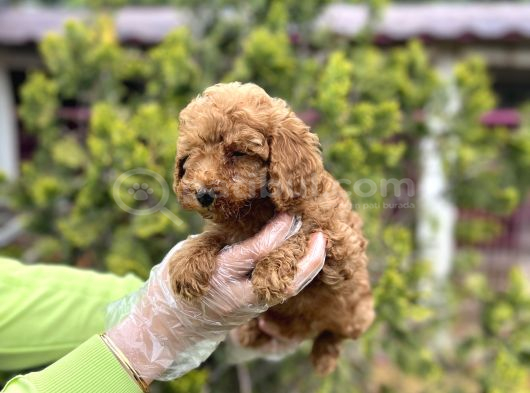 Toy Poodle Yavrularımız Teslime Hazır görsel
