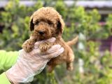 Toy Poodle Yavrularımız Teslime Hazır