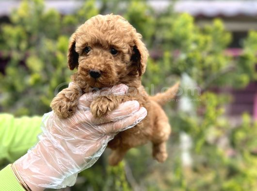 Toy Poodle Yavrularımız Teslime Hazır görsel