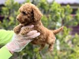 Toy Poodle Yavrularımız Teslime Hazır