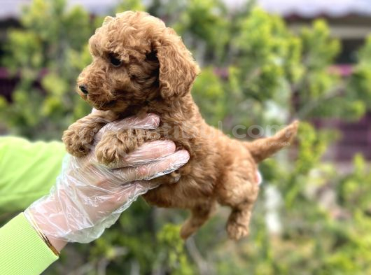 Toy Poodle Yavrularımız Teslime Hazır görsel
