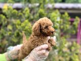 Toy Poodle Yavrularımız Teslime Hazır