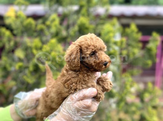Toy Poodle Yavrularımız Teslime Hazır görsel