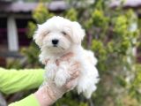 Mükemmel Kalitede Maltese Yavrular
