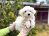 Mükemmel Kalitede Maltese Yavrular