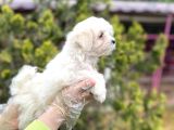Mükemmel Kalitede Maltese Yavrular