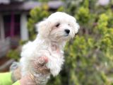 Mükemmel Kalitede Maltese Yavrular