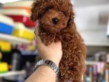 Kore kan kg garantili toy poodle yavrularımız