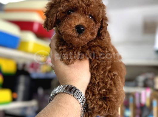 Kore Kan Kg Garantili Toy Poodle Yavrularımız