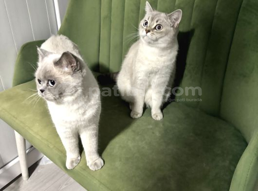 Prenses Kizlarimiz görsel