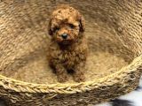 SAFKAN MİNİK TOY POODLE BEBEKLER