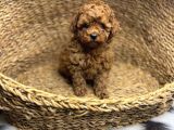 Safkan Mi̇ni̇k Toy Poodle Bebekler