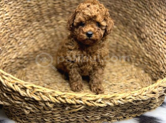 Safkan Mi̇ni̇k Toy Poodle Bebekler görsel