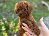 RED BROWN TOY POODLE BEBEKLER