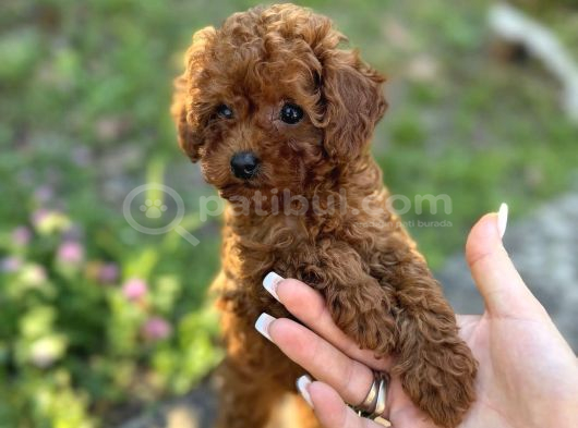Red Brown Toy Poodle Bebekler